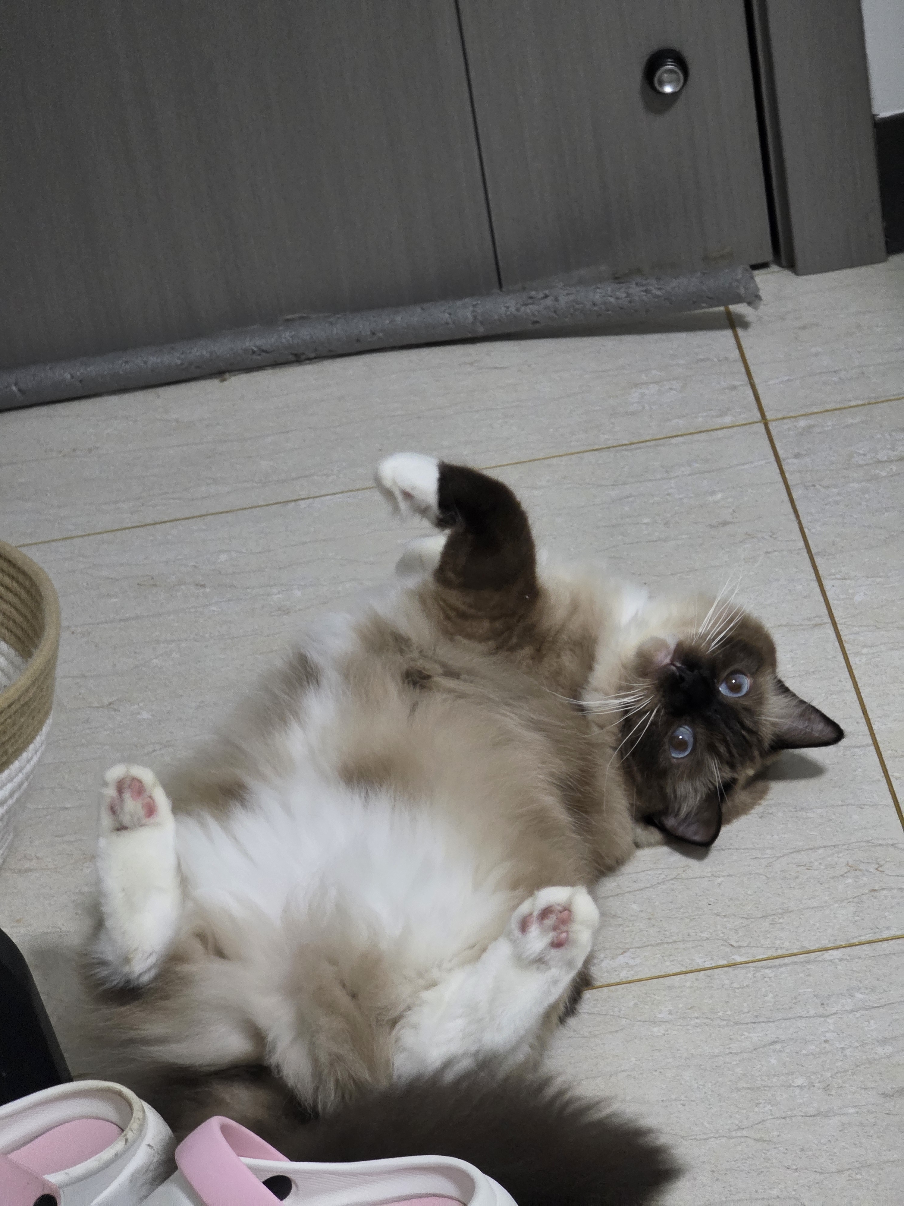 麦富迪猫粮 超肉粒冻干双拼成猫粮美毛护肠胃 三文鱼2kg 实拍图