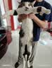 喔喔（WOWO）猫粮大蓝包冻干三鲜猫干粮鲜肉升级版全价无谷混拼6斤+猫饭10袋 实拍图