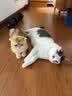 憨憨宠猫零食冻干桶猫咪零食成猫冻干鸡胸肉鱼鸭肉猫粮宠物猫狗冻干零食 精装鸡肉冻干桶500g 实拍图