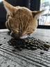 LEGENDSANDY蓝氏全价主食猫条肉-FUN肉满条湿粮猫零食成猫幼猫鲜肉猫湿粮罐头 3盒（16g*36支）|混合口味|98%含肉量 实拍图