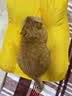 pidan猫砂 豆腐猫砂2.4kg*4包强力吸臭纯猫砂 可冲厕所非膨润土砂 实拍图