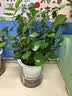 绿有意绿植盆栽多肉花卉盆栽植物室内桌面水培绿植办公室客厅植物懒人 清新3盆】栀子花+九里香+金枝玉叶 实拍图