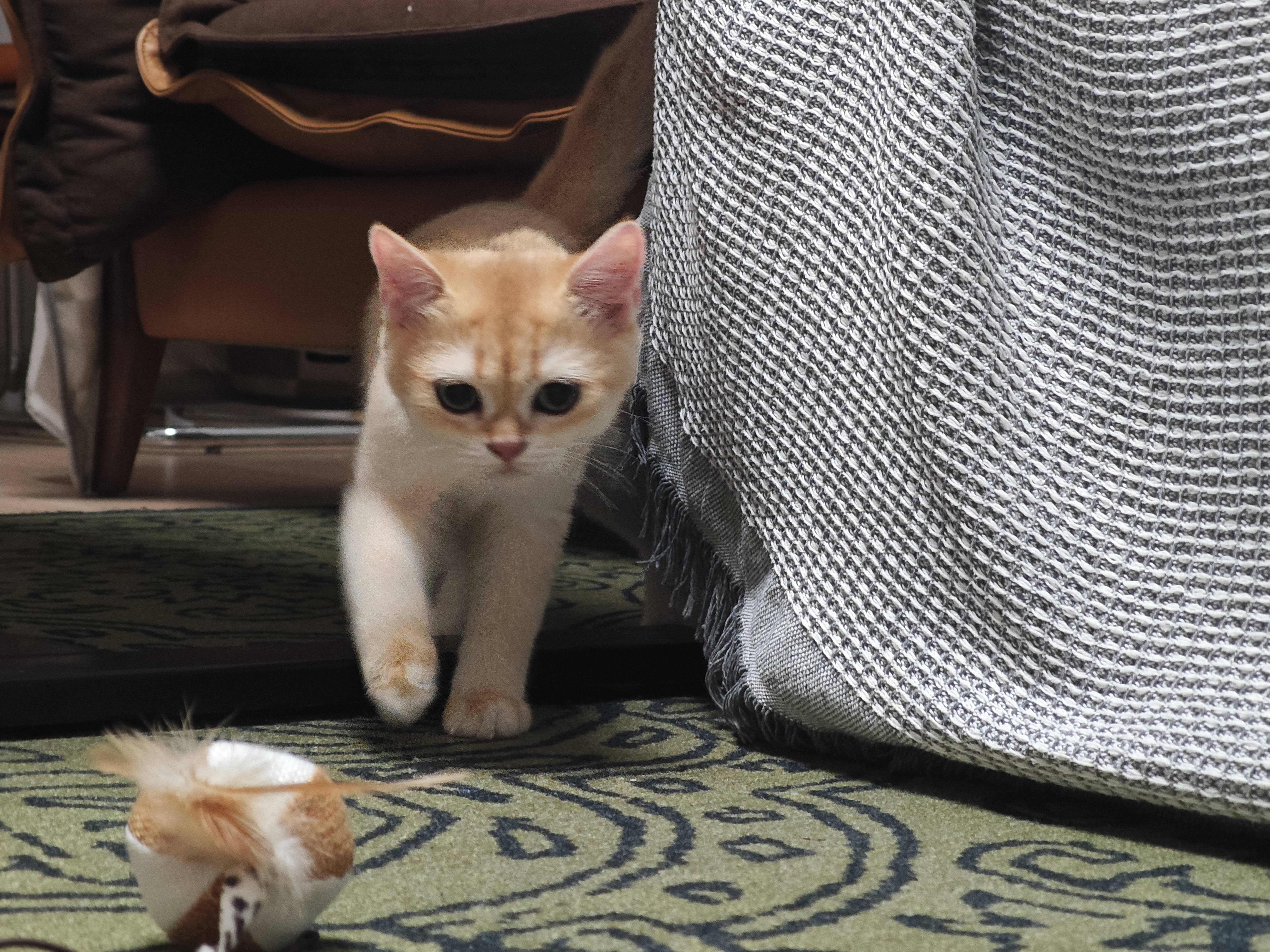pidan猫砂 豆腐猫砂2.4kg*6包强力吸臭纯猫砂 可冲厕所非膨润土砂 实拍图