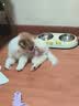 皇家狗粮 幼犬狗粮 宠物 小型犬 MIJ31 全价犬粮 2-10月 2KG 实拍图