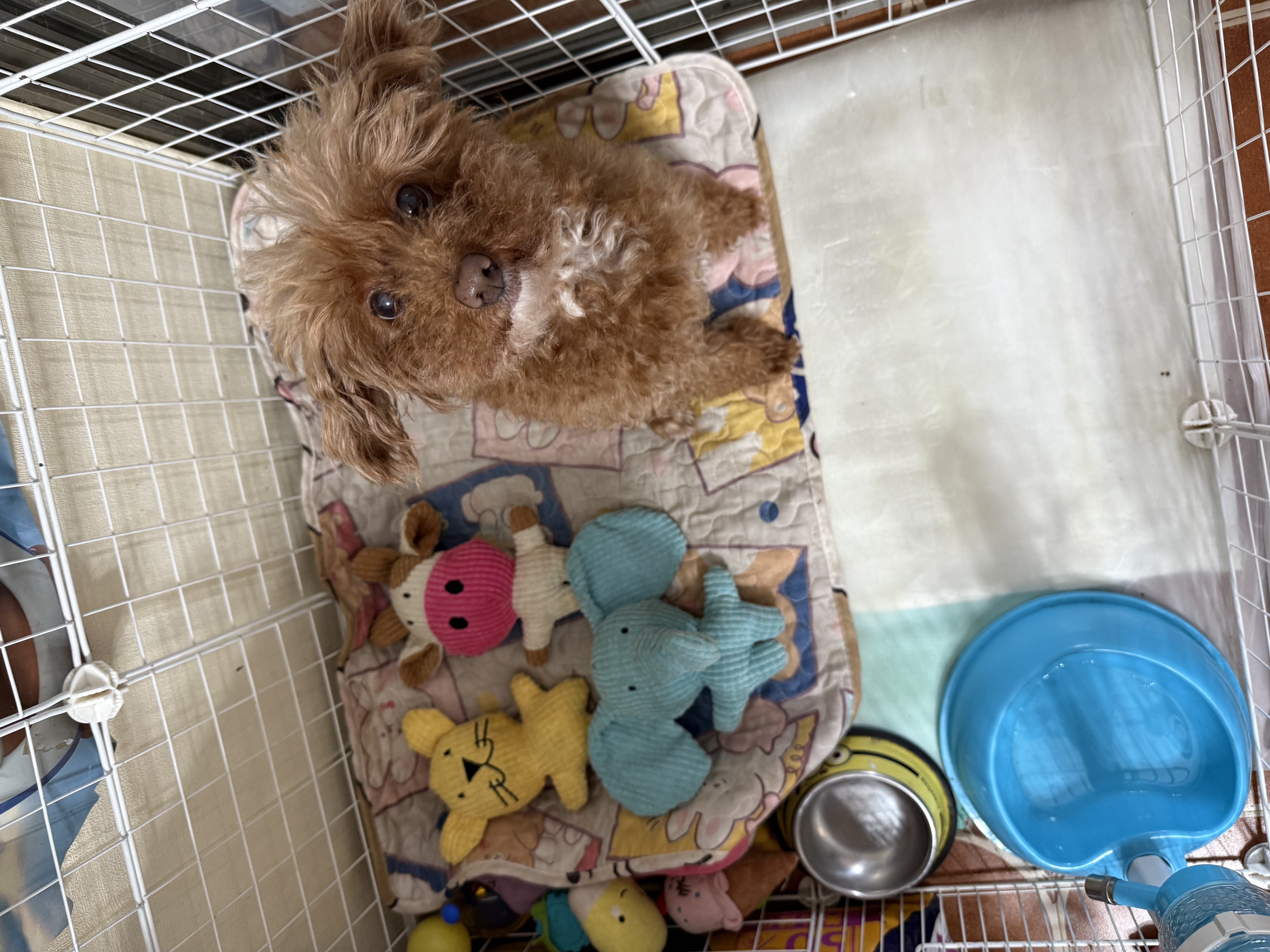 HELLOJOY狗狗玩具发声耐咬自嗨解闷神器磨牙消耗体力中小型犬幼犬宠物用品 实拍图