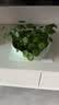 九千谷水仙陶瓷花盆 碗莲铜钱草花盆睡莲无孔水培水仙花盆 大号青瓷4091 实拍图
