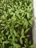 北蔬 小叶香菜种子苗浓香芫荽四季蔬菜籽 寒圣1号小叶香菜籽种子250g 实拍图