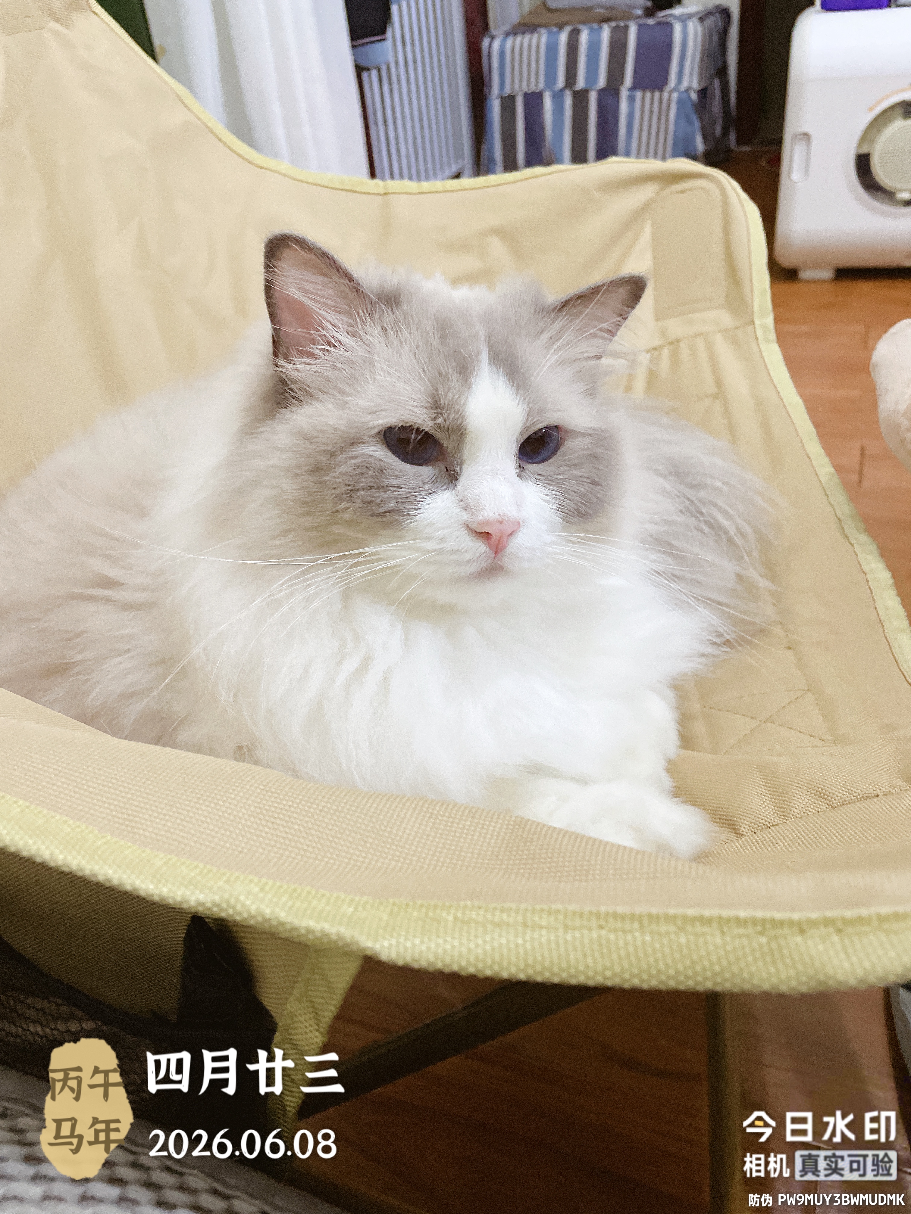 朗诺冻干肉碎拌饭猫犬零食粮伴侣冻干粮猫咪狗营养宠物食品美味解馋 5罐 鸡肉味60g 实拍图