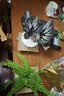 浇浇植物 秋海棠合辑 室内客厅耐阴热植鲜花花卉绿植盆栽 七夕情人节礼物 mm豆秋海棠【110控根盆】 晒单实拍图