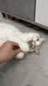 lorde里兜宠物滴耳液猫咪洗耳液狗狗耳螨抑菌除臭耳痒耳臭洁耳凝胶30g 实拍图