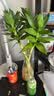沭之美文昌竹水培富贵竹植物客厅龙竹办公室绿植桌面节节高竹子源头直发 实拍图
