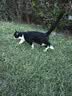 USPET宠物免洗泡沫猫咪狗狗沐浴露干洗慕斯杀菌除臭止痒留香沐浴液 实拍图