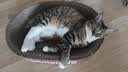 好主人金装好主人猫粮2.0 成猫幼猫蓝猫英短通用全价无谷冻干 【京仓试吃】金装成猫粮400g 实拍图
