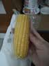 佳农内蒙黄糯玉米棒8袋*220g 真空锁鲜 源头直发 包邮 生鲜中秋送礼 实拍图