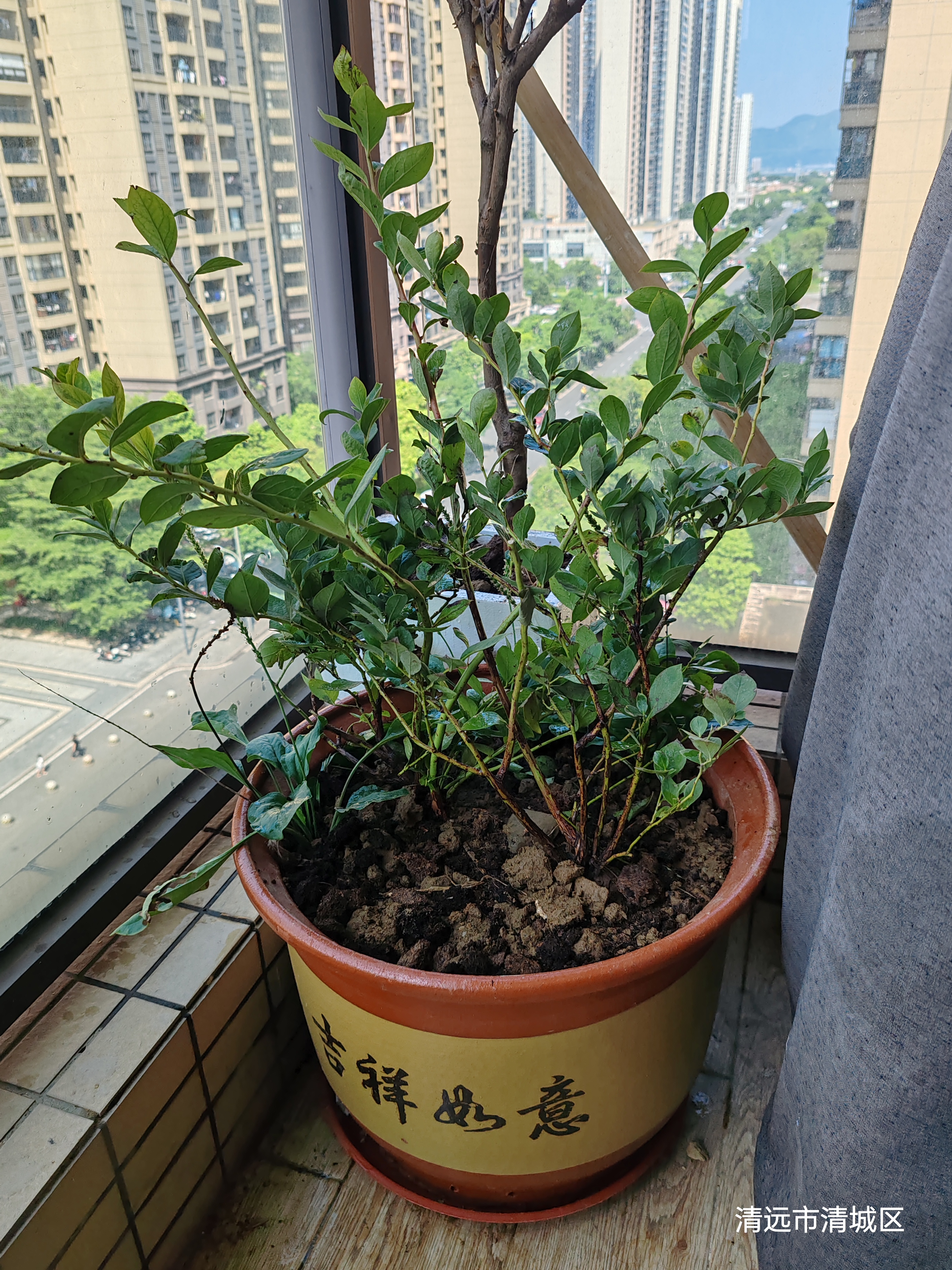 特大蓝莓树果苗盆栽地栽发货南北方种植奥尼尔蓝莓苗当年结果 薄雾 5年苗【当年结果】50-60公分高 实拍图
