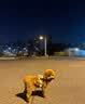 Rtako【狂跑录制不晃】挂脖支架手机夹胸前第一视角vlog户外骑行拍摄适配大疆pocket3/action5相机 【手机/运动相机通用款】 专业防抖丨万向夹头 实拍图
