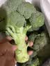 京鲜生新鲜西兰花 净重5斤 简装约5-6颗 新鲜蔬菜源头直发 实拍图