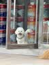 皇家狗粮 老年犬狗粮犬粮宠物小型犬SPR27全价犬粮≥8岁7KG 实拍图