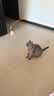 憨憨乐园猫玩具逗猫棒幼小猫猫咪磨牙玩耍耐咬互动自嗨玩具神器宠物用品 实拍图