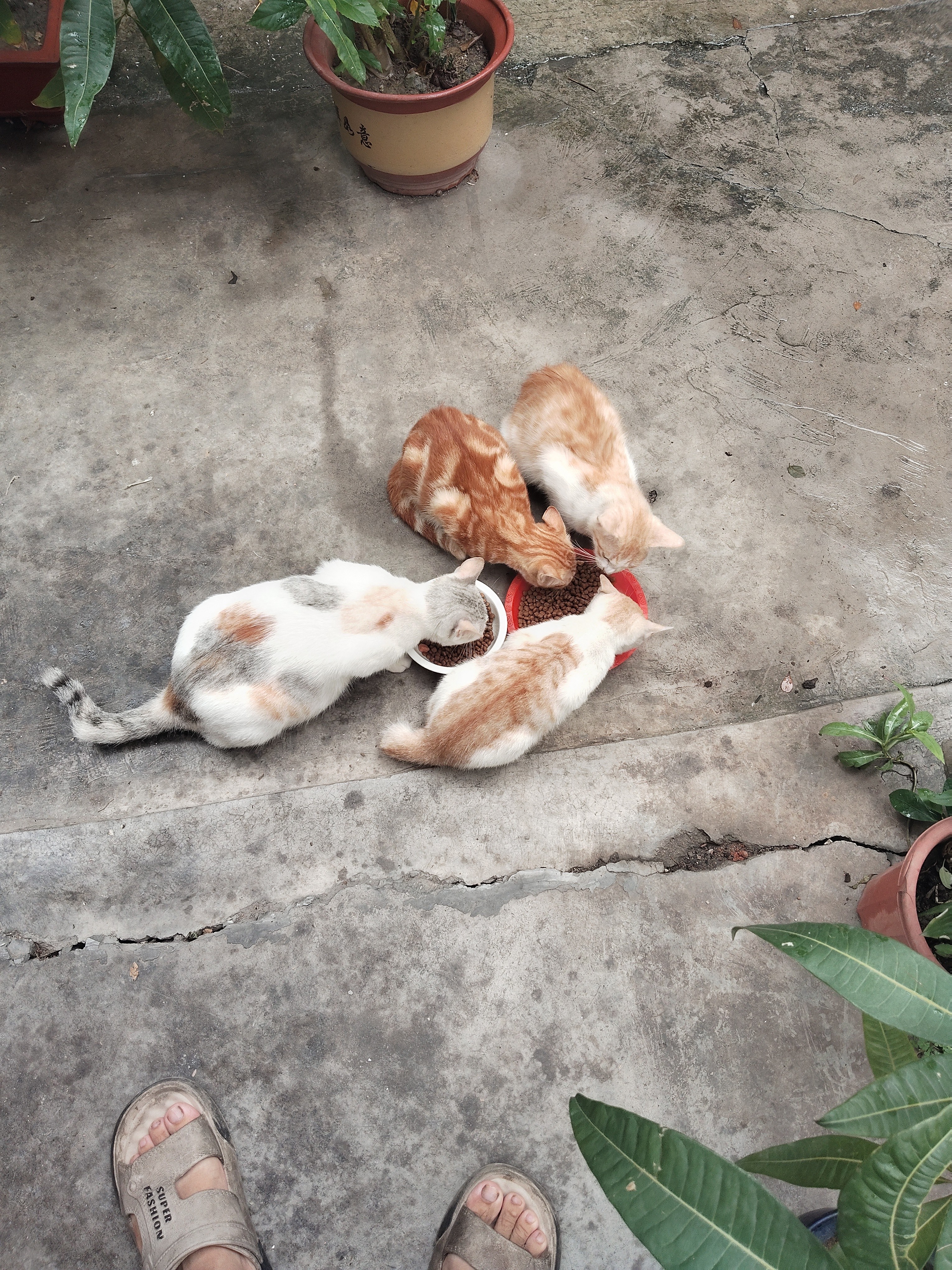 力狼（LILANG）宠物猫粮幼猫成猫零食猫湿粮猫咪猫罐头 金枪鱼+混合口味170g*12罐 实拍图