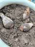 八月新种浓香倒挂金钟花种球驱蚊虫花卉好管理四季好种wlb 混色倒挂金钟*3颗【到手三颗】 实拍图