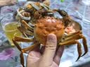 【活蟹】蟹宗现货鲜活大闸蟹全母2.8-3.1两8只生鲜螃蟹海鲜水产中秋节礼品礼盒节日送礼 实拍图