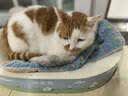 鲜朗主食猫条磷虾三文鱼油营养全价成猫幼猫湿粮无添加非零食补水湿粮 三文鱼味【12g/支】 48支【囤货装】 实拍图