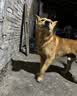 伯纳天纯狗粮中大型犬全价成年犬粮17kg羊肉蔓越莓味囤货装 实拍图