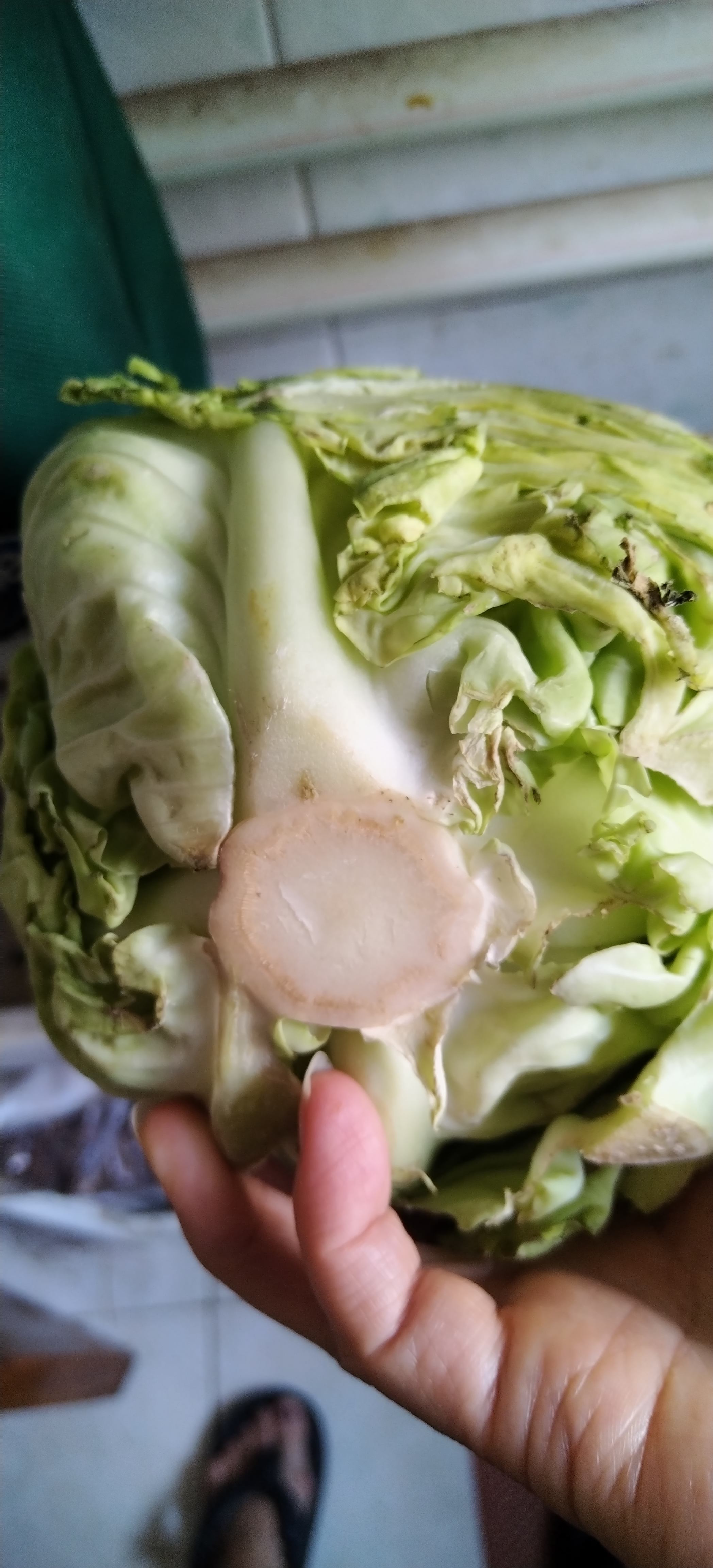 山东寿光新鲜青甘蓝卷心菜新鲜包菜青绿卷心菜手撕包菜爆炒 寿光甘蓝3斤（净重2.7斤） 实拍图