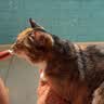 红狗金标营养膏10g 猫咪营养膏猫营养膏狗狗猫咪牛初乳免疫球蛋白 实拍图