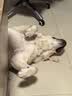皇家狗粮 成犬狗粮 犬粮 宠物大型犬 GR26全价犬粮≥15月15KG 实拍图