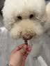 约克先生宠物零食狗磨牙棒牛骨头天然洁齿中小型幼犬烘干鸭肉绕牛软骨100g 实拍图