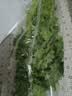 【火锅季】带根香菜100g 实拍图