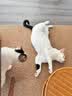 皇家猫粮 成猫猫粮 户外成猫 O30 通用粮 12月以上 4KG 实拍图