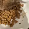 皇家猫粮 绝育成猫粮 SA37通用粮1-7岁4.5KG 实拍图