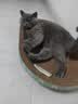 疯狂的主人猫抓板窝碗形超大号猫抓盆不掉屑猫窝宠物猫玩具瓦楞纸猫爪板 实拍图