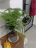 花行榜大文竹盆栽盆景植物室内客厅花卉办公室桌面绿植四季常青源头直发 实拍图