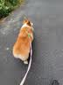 麦富迪狗粮 barf霸弗天然狗粮成犬粮冻干粮中大型犬养胃益肠鸡肉2kg*3 实拍图