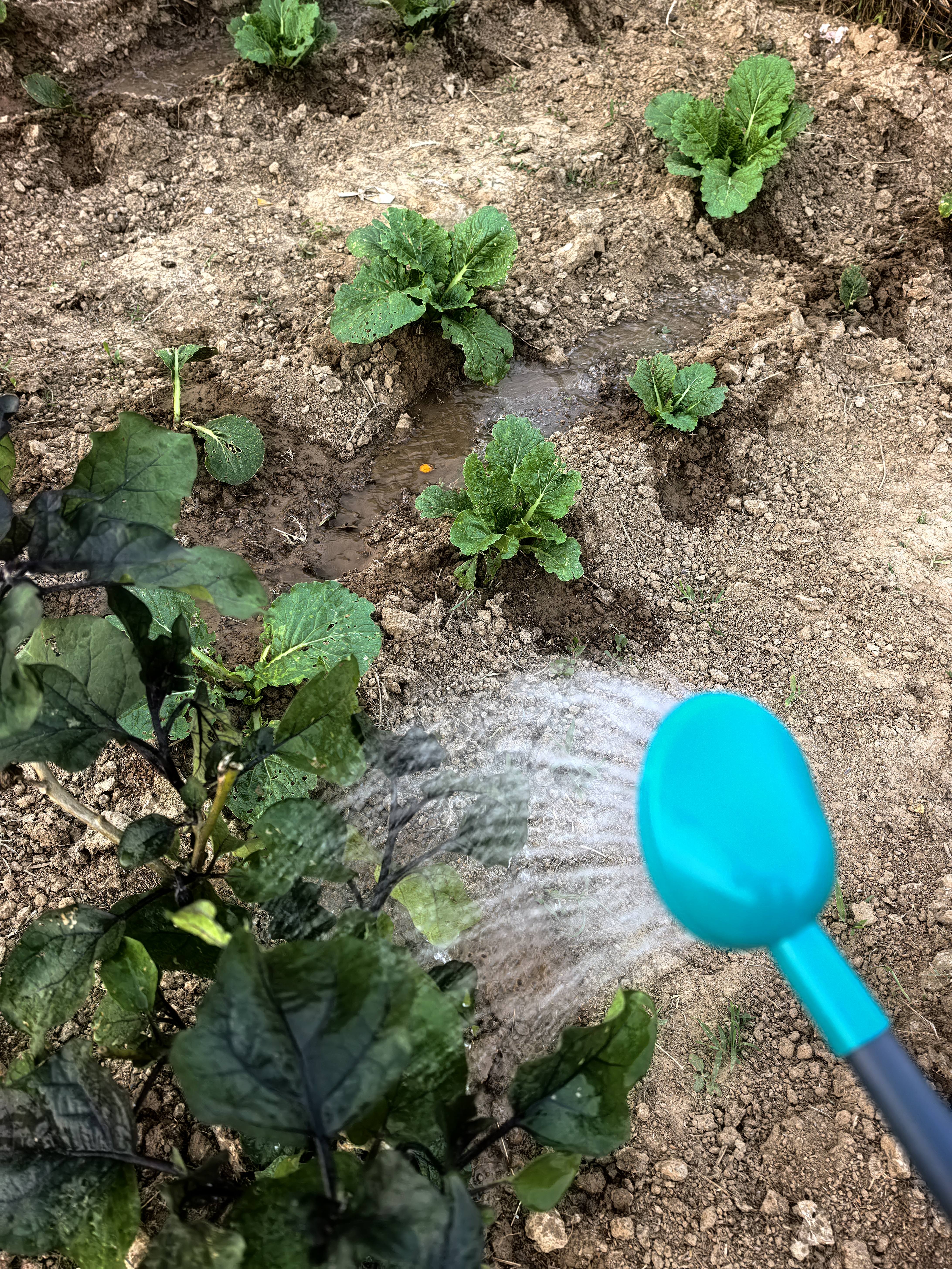 奥美优浇水壶洒水壶浇花壶大容量长嘴浇花神器家用种菜养花浇菜园艺喷壶 实拍图
