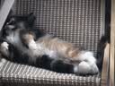 拜达尔非泼罗尼喷剂宠物猫咪狗狗犬驱虫喷雾药体外驱虫药去跳蚤虱子蜱虫 实拍图