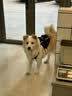 GERTHRON德国宠物梳毛器猫咪狗狗除毛开结排梳针梳长毛全身去浮毛专用梳子 开结刮毛-19齿双面开结【秋季掉毛必备】 双面双用 无痛去结 结实耐用 实拍图