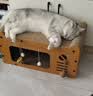 疯狂的主人猫抓板耐磨不掉屑剑麻猫窝猫房子替换芯瓦楞纸猫屋立式贴墙猫玩具 实拍图