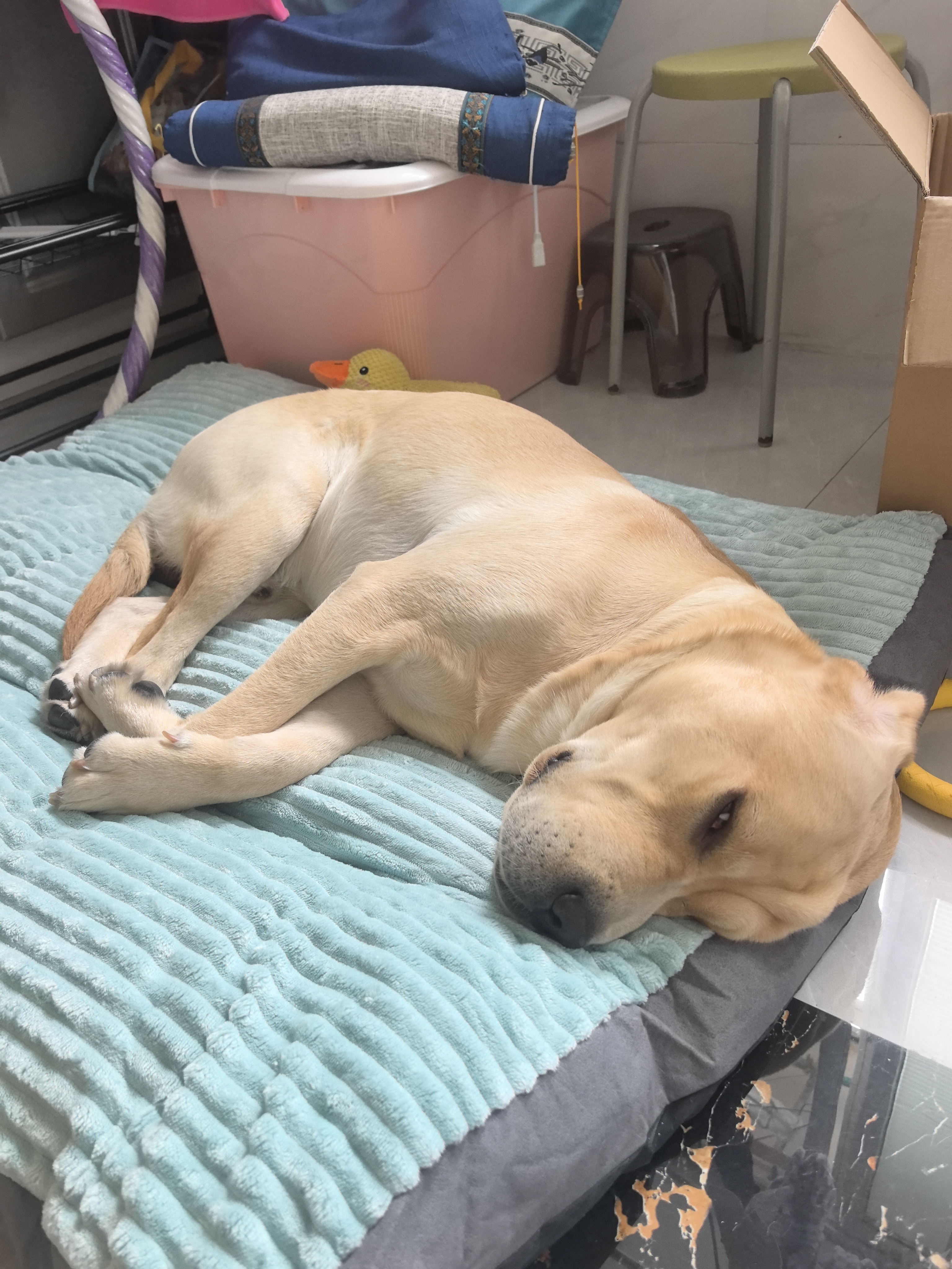 华元宠具狗窝垫子四季通用大型犬不塌陷狗狗床宠物沙发可拆洗睡垫猫咪窝 实拍图