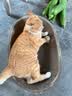 疯狂的主人猫抓板窝碗形超大号猫抓盆不掉屑猫窝宠物猫玩具瓦楞纸猫爪板 实拍图