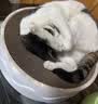 阿飞和巴弟猫条猫零食纯条桶猫咪零食混合口味15g*48支 实拍图