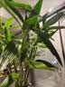 花翁富贵竹水培绿植招财转运室内客厅水养花卉盆栽植物文昌竹源头直发 实拍图