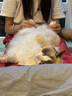 帕缇朵c3猫粮全期成猫猫粮幼奶糕无谷低敏配方猫粮 去毛球配方(2kg) 实拍图