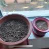 典絮食用薄荷种子猫薄荷盆栽四季室内驱蚊虫植物阳台易种花卉种孑籽 留香薄荷100粒 不含盆 实拍图