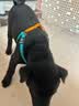 petlimit狗狗胸背带牵引绳泰迪金毛中小型宠物用品幼犬遛狗链子 青桔S 实拍图