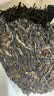 大益TAETEA茶叶普洱茶饼茶 10年陈经典普洱生茶357g/饼 品质生茶 实拍图